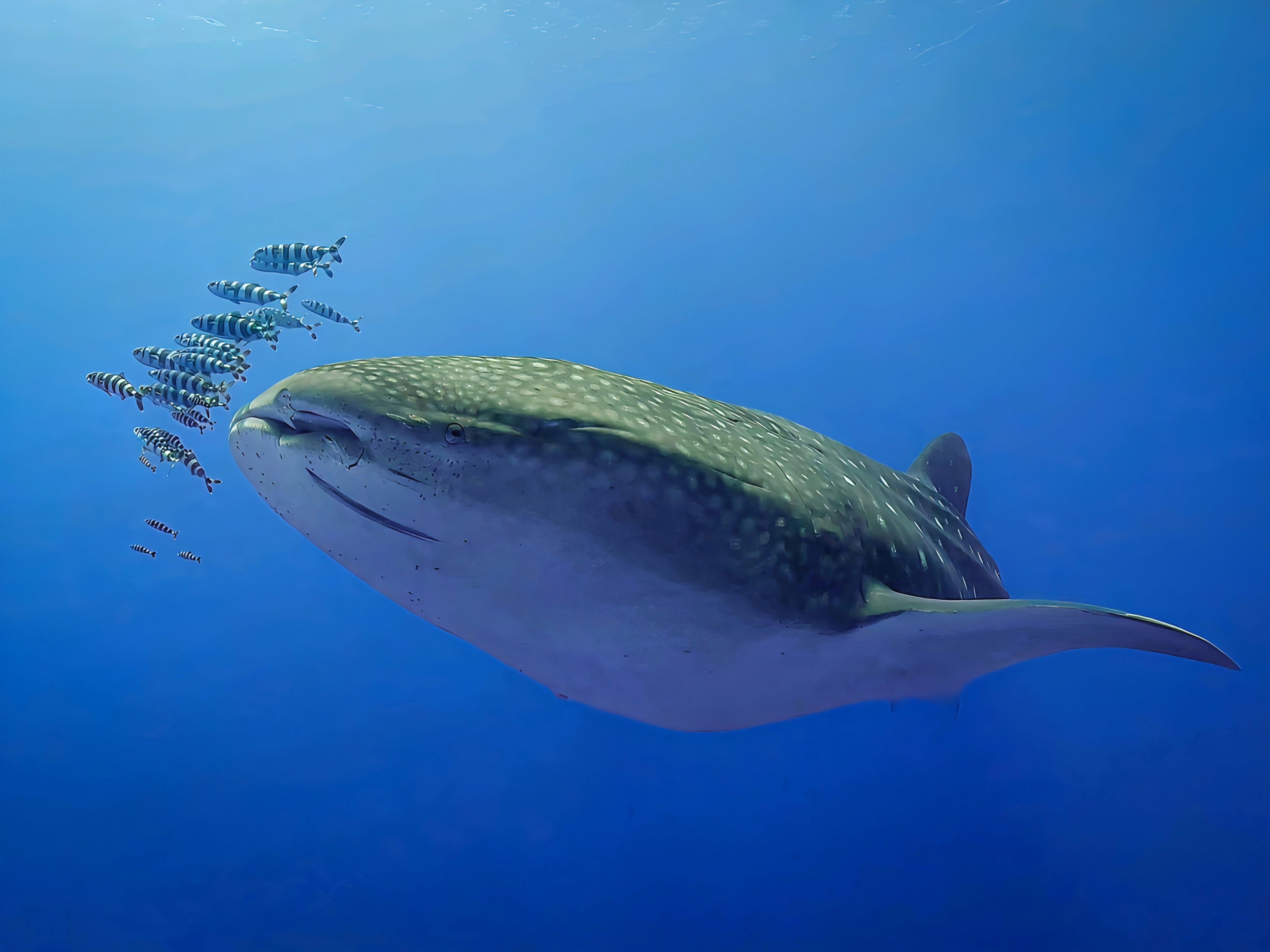 Más allá del estampado, ¿Por qué el Tiburón Ballena?