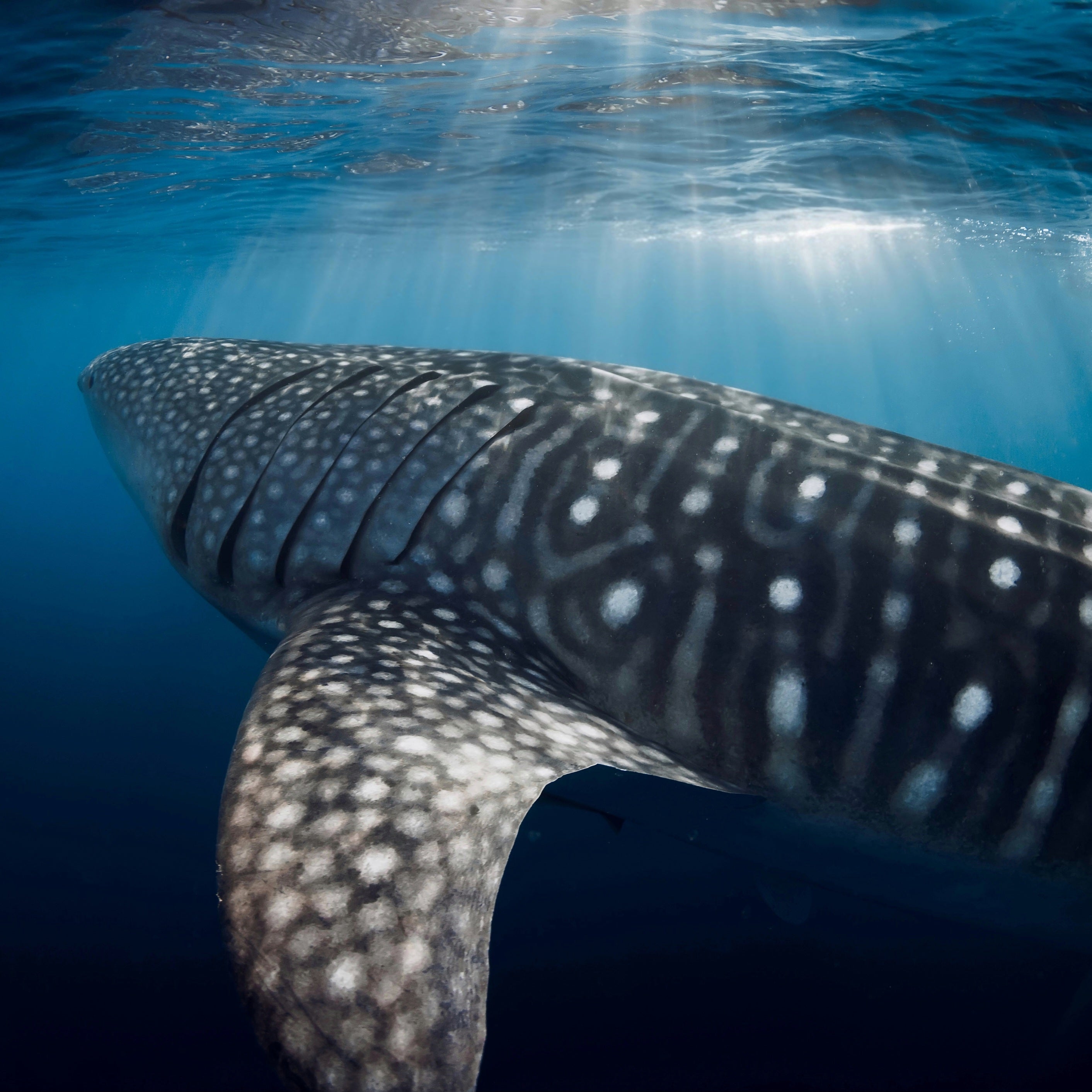 Más allá del estampado, ¿Por qué el Tiburón Ballena?