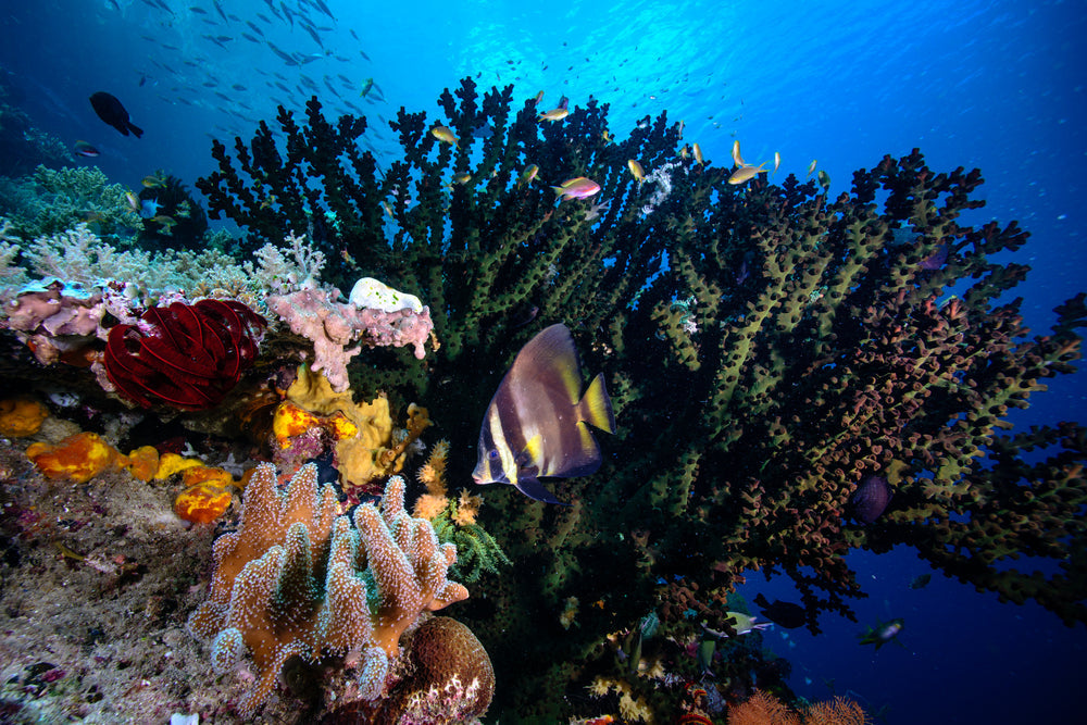 5 especies marinas que indican la salud del océano